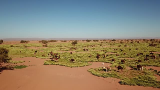 Aerial-view-on-herd-of-camels-grazes-near-desert