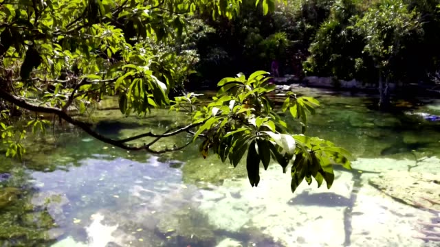 Cenote-Azul,-crystal-clear-waters,-Tulum-Mexico