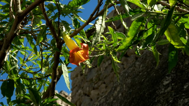 Gelb-und-orange-Engel-Trompete-Blume-in-Machu-picchu