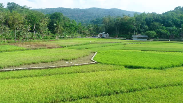 Reisfeld-Ernte-und-landwirtschaftlichen-Tätigkeiten-von-heimischen-Bauern-Luftbild-tagsüber,-Yogyakarta,-Indonesien