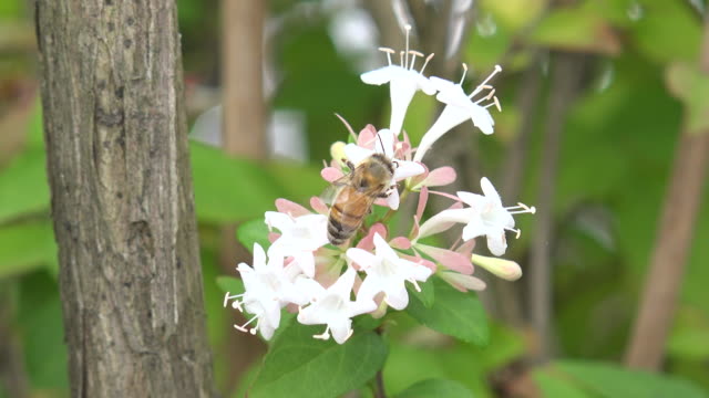 Blume-und-Biene.-Gangwondo-Wald-in-Südkorea