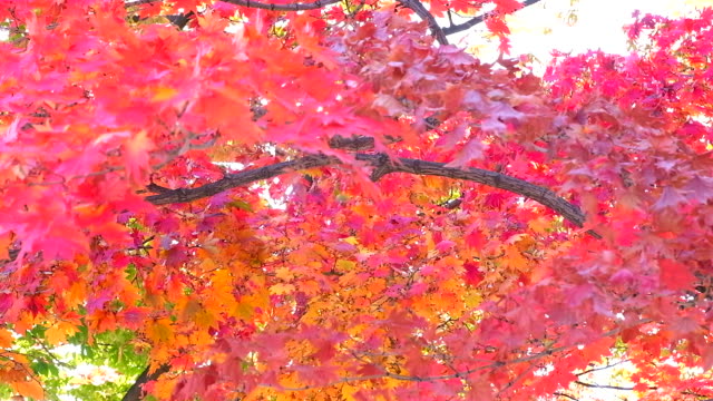 Schön-im-Herbst-Hintergrund