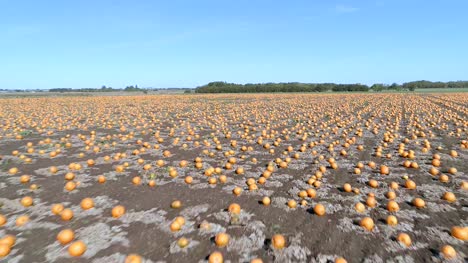 Pumpkin-Patch-on-a-Farm-Ready-for-Harvest-Aerial-Flyover