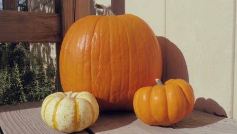 Dolly-In-Towards-Fall-Pumpkins