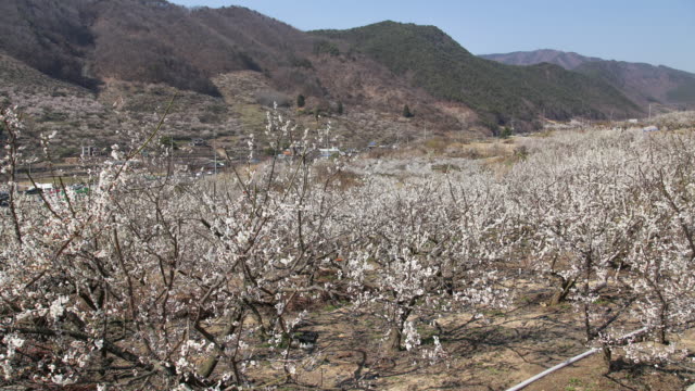 Japanische-Aprikose-Blumengarten-Zeitraffer-im-Land-im-freien