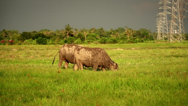 búfalo-de-Asia-come-hierba-en-campo-verde