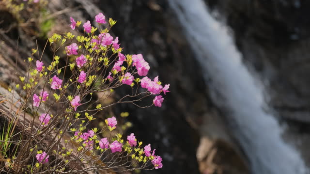 Flores-y-cascada-en-Parque-Nacional-de-Seoraksan,-Corea-del-sur