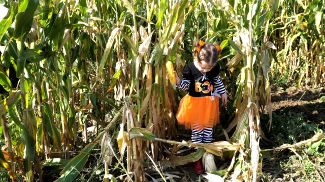 Kleinkind-Mädchen-in-süße-Halloween-verkleiden-im-Maislabyrinth.