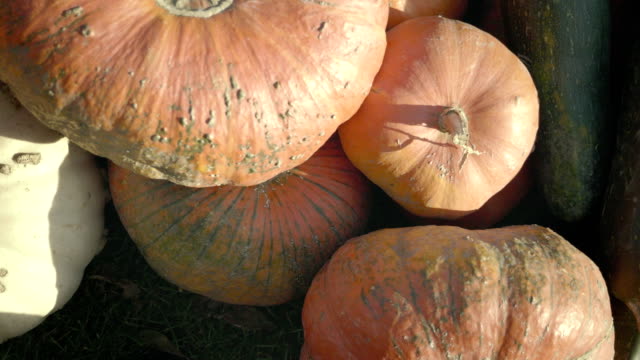 Kürbis-ernten.-Halloween-Kürbisse.-Herbst-ländliche-rustikale-Hintergrund-mit-Gemüse-Knochenmark.