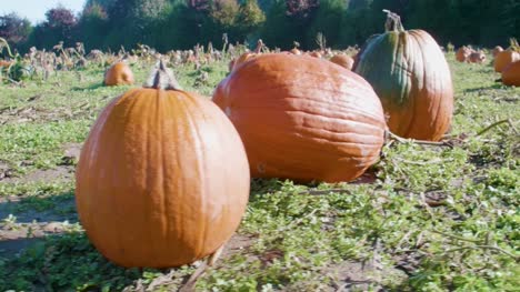 Three-Big-Pumpkins-Growing-in-Field