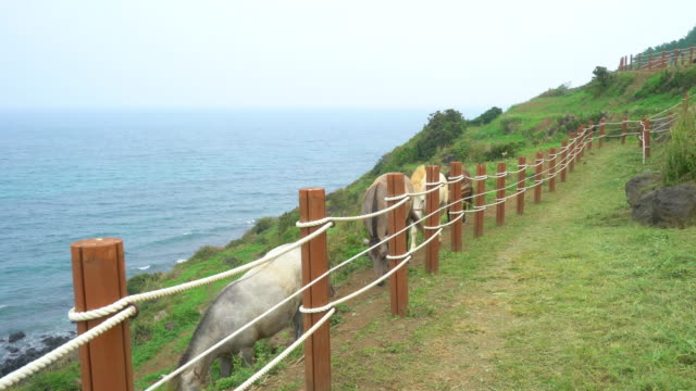 A-pony-on-the-beach-of-jeju-island