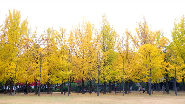 Ginkgo-biloba-in-autumn-at-Nami-Island-of-South-Korea