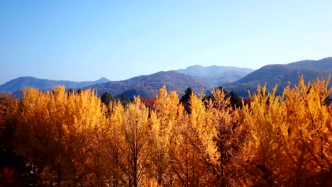 Aerial-view-autumn-of-Nami-island,-South-Korea