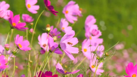 Gyeongju,-Südkorea-schwingend-rosa-Cosmos-Blumen-in-einem-Feld