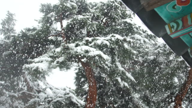 Gangneung,-Korea-Falling-heavy-snow-on-fine-tree