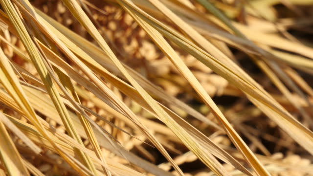 Detail-view-of-ear-of-paddy-rice-panning-and-focusing