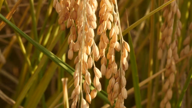 Swing-of-rich-year-rice-field