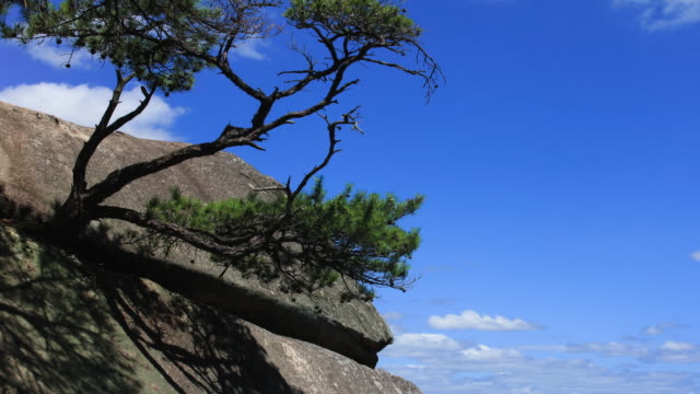 Gyeongsan,-Corea,-diez-mil-años-de-pino-árbol-sobre-la-roca