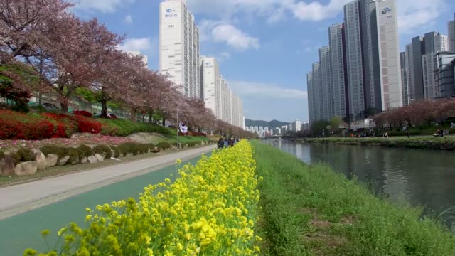 Canola-Flower-at-oncheoncheon,-Busan,-South-Korea,-Asia