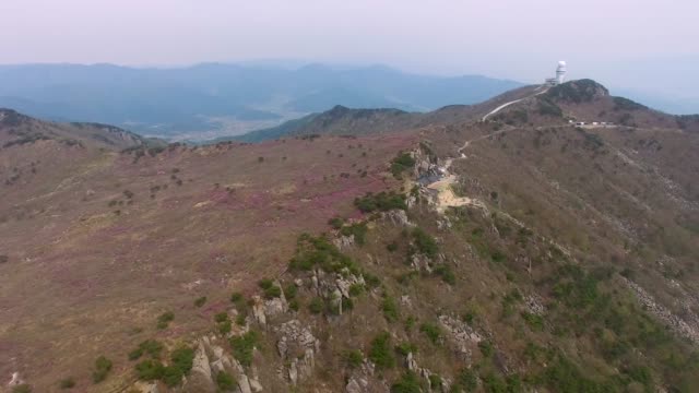 Jindallae-Azalea-Blossom-florece-en-Biseul-montaña,-Daegu,-Corea-del-sur,-Asia-cuando-Apr-26-2018Jindallae-Azalea-Blossom-florece-en-Biseul-montaña,-Daegu,-Corea-del-sur,-Asia