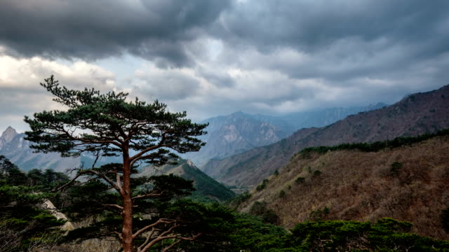 Timelapse-of-tree-and-cliff,-Seoraksan-National-Park,-South-Korea