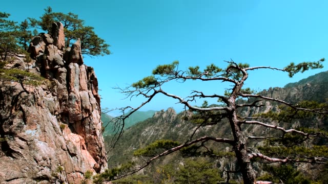 Tree-and-cliff,-Seoraksan-National-Park,-South-Korea
