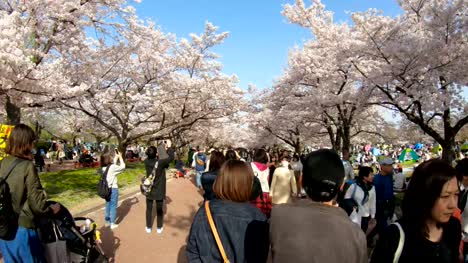 Mar-de-la-floración-cerezos-flor-sakura-en-el-parque-conmemorativo-de-Expo-70.