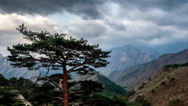 Timelapse-of-tree-and-cliff,-Seoraksan-National-Park,-South-Korea