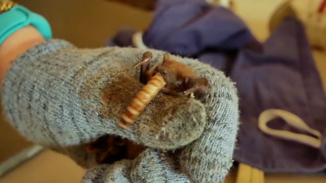 Murciélagos-comen-gusanos-después-de-hibernación-de-invierno