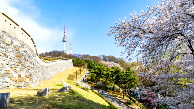 Cherry-blossom-of-Spring-in-Seoul,-South-Korea