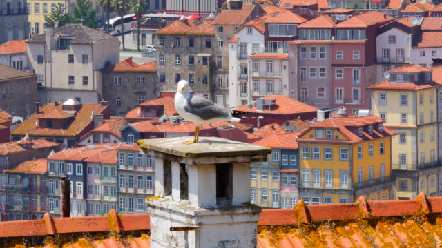 seagull-on-the-roof