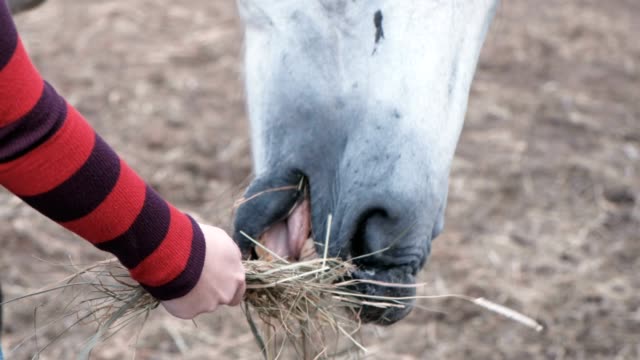 Horse-eating-hay-from-a-woman's-hand.