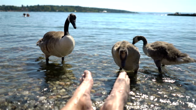 Wild-migratory-geese-require-food-from-tourists-on-the-beach