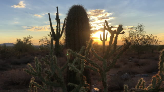 Scottsdale-Arizona-Wüste-Sonnenuntergang