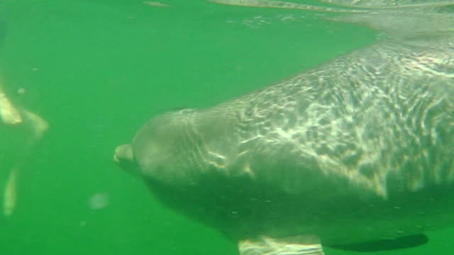 Fort-Desoto-Park-delfín-bajo-el-agua