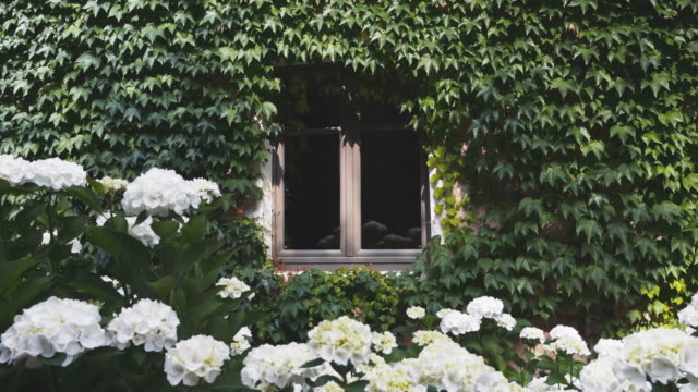 Fenster-Haus-umgeben-von-anhaftende-Rebe-und-hübsche-weiße-Blüten-unten