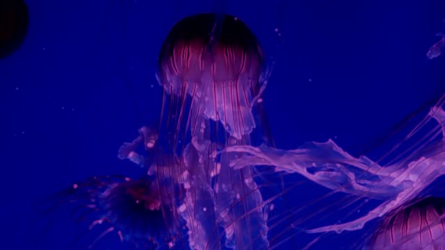 Medusas-que-brilla-intensamente-rojo-moviéndose-en-el-agua-azul-oscura.