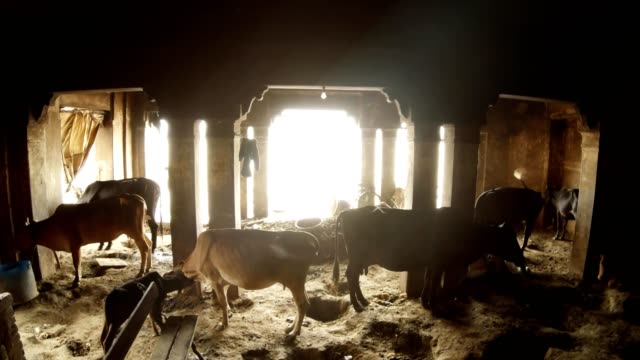 Vaca-cobertizo-vista-en-el-interior-con-muchas-vacas-y-culf-edificio-antiguo-cerca-de-Manilarnika-Ghat