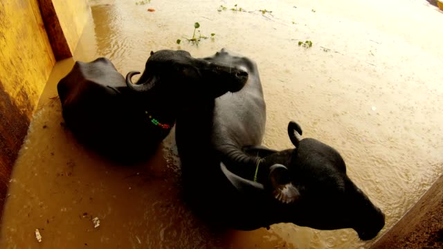 Búfalos-en-el-agua-bajo-la-lluvia-cerca-en-el-río-ganga-inundado-Manikarnika-quema-Ghat-Varanasi-vista-superior