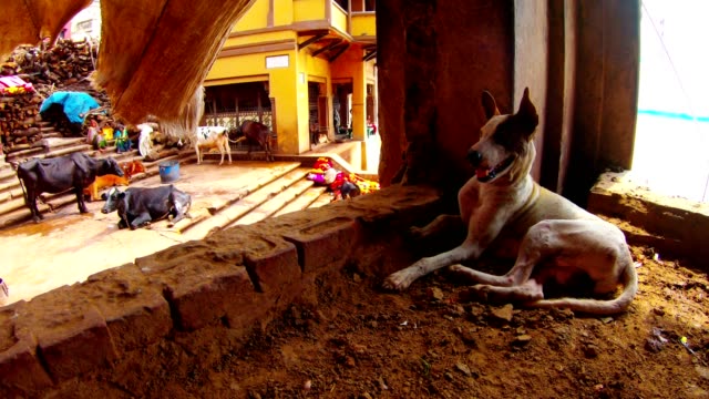 Hundemasis-im-alten-Gebäude-in-der-Nähe-von-Manikarnika-ghat-auf-dem-Hintergrund-Frauen-sitzen-auf-Treppen-mit-großen-Haufen-von-Holzkühen-auf-einer-Leine-schmutzige-Lappen-Schwünge-im-Wind