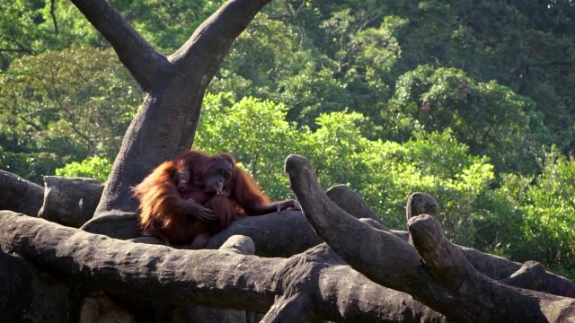 Zeitlupe-von-Mutter-und-Baby-Bornean-Orang-Utan-auf-Bäumen-des-Waldes