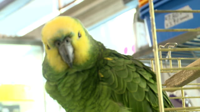 Grünen-Papagei-in-einem-Vogel-Shop---003