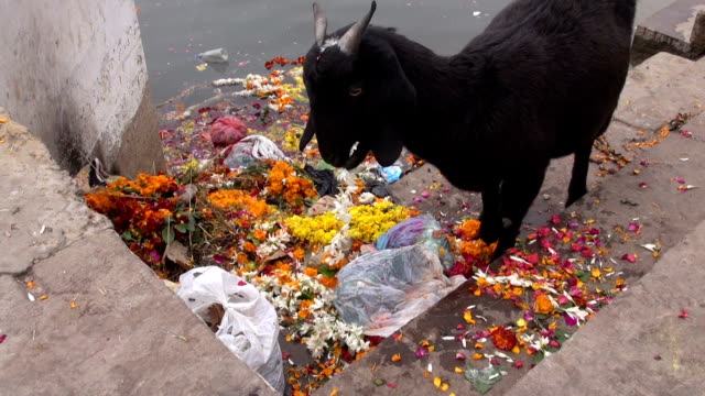 black-goat-on-Ganges-river-coast-eating-ceremony-flowers,India
