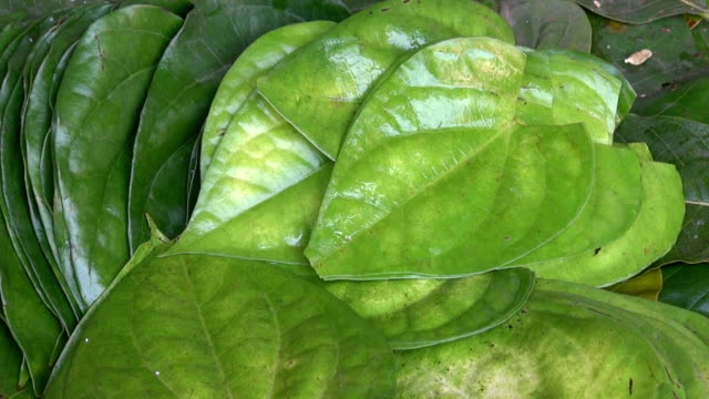 Pila-de-hojas-Betel-(Piper-Betle)-en-placa,-India