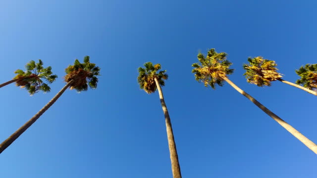Palm-Trees-isingle-Double-Line