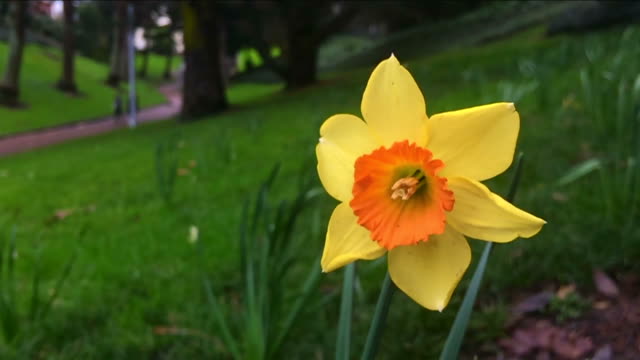 Yellow-Daffodil-Narcissus-flower-blossom-in-the-park