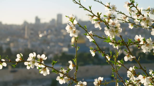 Der-Tempelberg-in-der-Altstadt-Jerusalems-mit-Blumen-im-Vordergrund