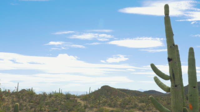 Inclinación-para-revelar-Cactus-Saguaro-en-el-desierto-de-Sonora