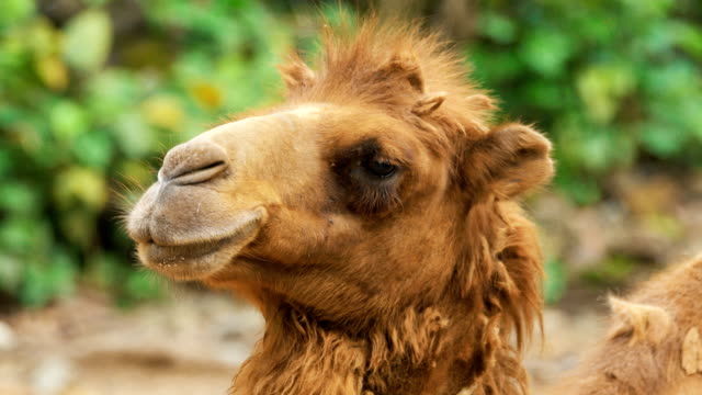 Camel-looking-around