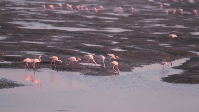 Migrierte-Flamingos-Filter-Fütterung